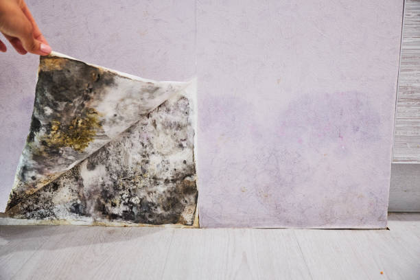 Best Mold Remediation for Schools in Fairmount, TN